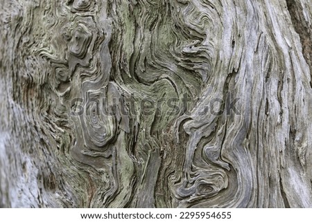 Full frame background showing beautiful grain swirls on tree trunk