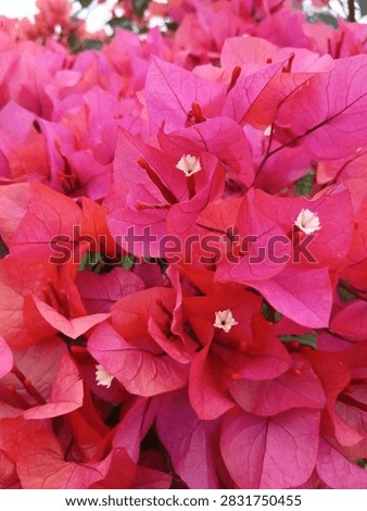 Full frame background texture of bright magenta bougainvillea bracts with small white flowers.