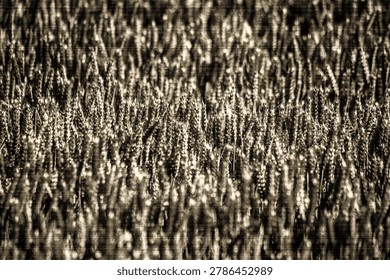 Full frame background texture of a dense wheat field in sepia tones