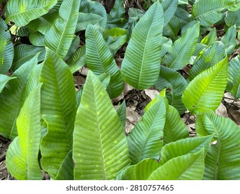Full frame background texture of dense green tropical fern leaves