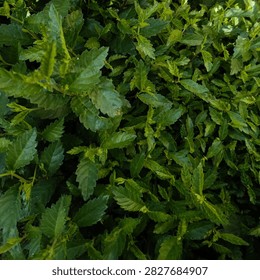 Full frame background texture of dense green leaves of a Siberian elm bush with serrated edges