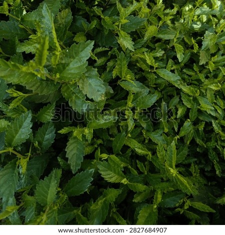 Full frame background texture of dense green leaves of a Siberian elm bush with serrated edges