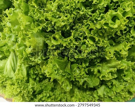 Full frame background texture of fresh green looseleaf lettuce at local traditional market