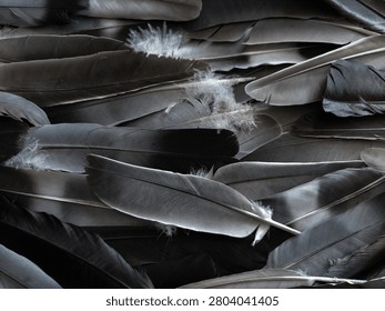 Full frame background texture of natural black and grey bird feathers. Close-up of crow, raven and jackdaw feathers layer. 