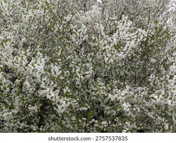 Full frame background of white cherry plum blossoms (Prunus cerasifera) in full bloom.