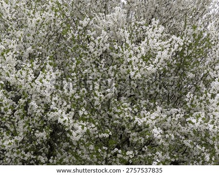 Full frame background of white cherry plum blossoms (Prunus cerasifera) in full bloom.