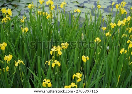 Full frame of blooming yellow iris pseudacorus flowers and dense green reeds. Vibrant yellow flag iris blossoms growing in a marshy lake shore.