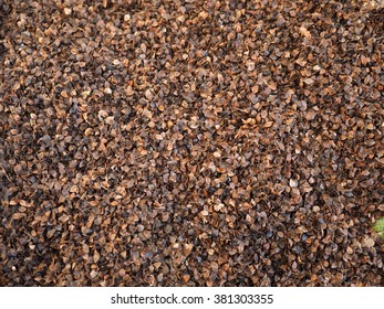 Full Frame Of  Buckwheat Husks For Pillow