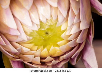 Full frame close up artsy, pale, pink dahlia flower almost in bloom, opening around a yellow center with selective focus. - Powered by Shutterstock