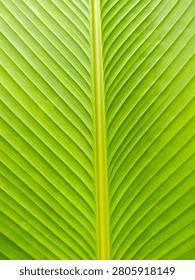 Full frame close up macro texture of a vibrant green leaf with symmetrical vein patterns.