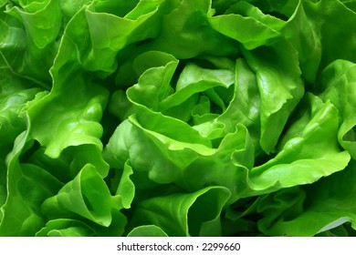 Full frame close up photo of a Butter Lettuce - for background or texture