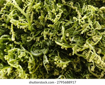 Full frame close up shot of fresh green fiddlehead ferns at a traditional market