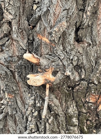 Full Frame Close Up Texture of Rough Tree Bark