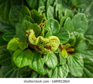 Vollbild-Nahaufnahme mit einer Pflanze mit vielen grünen Blättern und exotischen Blütenknospen
