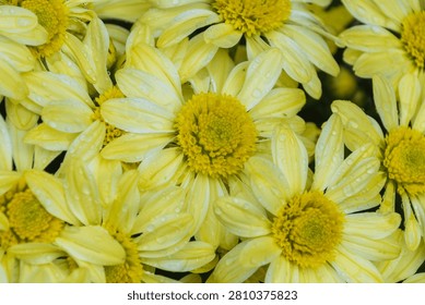 Full frame close-up top view of vibrant yellow spray chrysanthemum flowers (Chrysanthemum morifolium) in dense cluster. The delicate light yellow petals and bright yellow disc florets are covered with fresh, sparkling water droplets and rain dew. The image captures the rich texture and detailed botany of the blooming flowers under soft, natural light, highlighting the freshness and vitality after a autumn rain. The high density of the blossoms fills the entire frame, creating a natural floral pattern and texture ideal for backgrounds or seasonal autumn decorations.