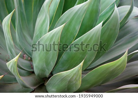 Full frame close-up view of an agave plant