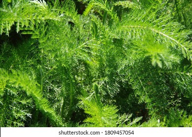 Full Frame Close-up View Of Wild California Native Plants With Fine Structured Green Leaves 