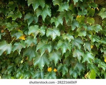 Full frame dense coverage of dark green Boston ivy leaves creating seamless natural wall texture. Overlapping leaf pattern with rich green tones and occasional yellow autumn leaves. Lush botanical background for design projects.