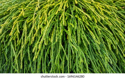 Full Frame Detail Shot Of A Mistletoe Cactus