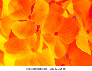 Full frame digitally hydrangea petals in vivid orange and golden tones, with a strong decorative texture. Macro photo