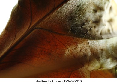 Full frame of dried leaf texture