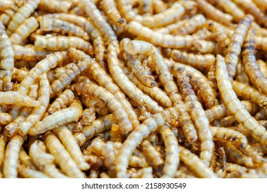 full frame of dried mealworms. Texture flour worms background. Worms pile for bird food. Animal snack concept