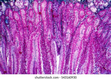 Full Frame Duodenum Cross Section Micrography From A Rat