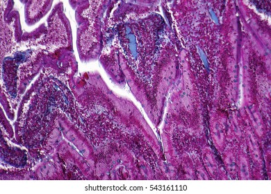 Full Frame Duodenum Cross Section Micrography From A Rat