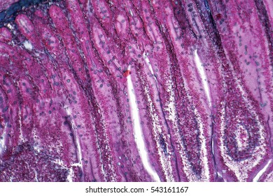 Full Frame Duodenum Cross Section Micrography