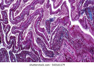 Full Frame Duodenum Cross Section Micrography