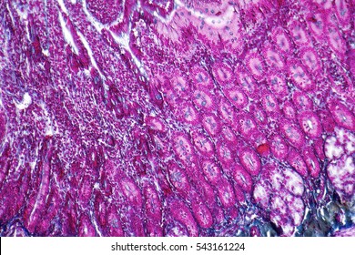 Full Frame Duodenum Cross Section Micrography