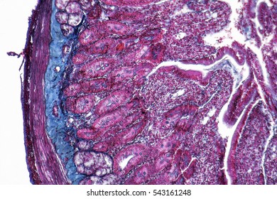 Full Frame Duodenum Cross Section Micrography