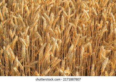 Full frame elevated view of ripe golden wheat in field. - Shutterstock ID 2171887807