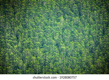 Full frame forest in Queensland, Australia. Thick eucalyptus trees on a hillside. Natural native forest.
