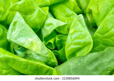 Full Frame Of Fresh Boston Lettuce Leaves