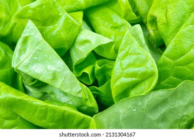 Full Frame Of Fresh Boston Lettuce Leaves