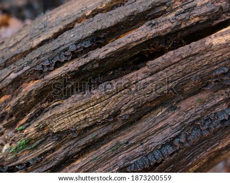 Full frame gnarled brown damp cracked tree bark in winter