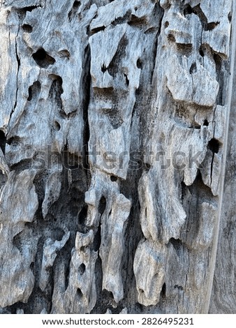 Full Frame Gray Driftwood Texture with Vertical Grain Deep Crevices and Weathered Wood Decay for 3D Mapping and Background Overlay