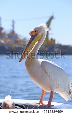 Full frame of a Great White Pelican perched on a boat with an old out of focus trawler in the background, Walvis Bay, Namibia