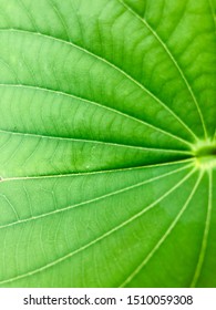 Full frame green leaf background