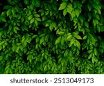 The full frame green leaves background