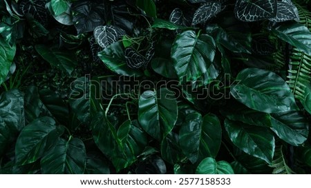 Image, Stock Photo Closeup of lush dark green leaves of capers on natural background
