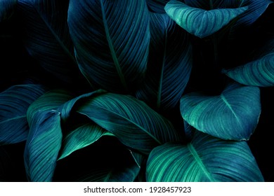 Full Frame of Green Leaves Texture Background. tropical leaf - Powered by Shutterstock