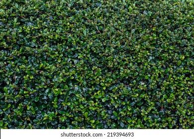 Full Frame Hedge Background 