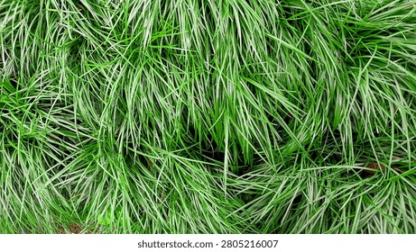 Full frame horizontal texture of dense green ornamental grass with long slender blades growing in a lush garden.