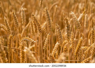 Full frame image of a golden wheat field in summer. Common wheat (Triticum aestivum) is the most economically important type of wheat and one of the oldest cultivated plants. - Shutterstock ID 2052298934