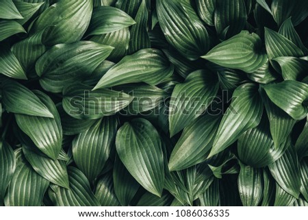 full frame image of hosta leaves background