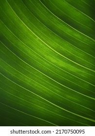 full frame leaf pattern texture background
