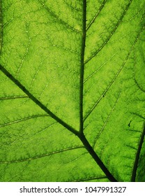 Full Frame Leaf Texture Background. Mobile Phone Photo With Some Instagram Style Processing.