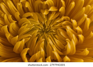 Full frame macro close-up of a blooming golden yellow chrysanthemum flower showing intricate petal patterns.